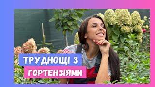 Осінні труднощі з гортензіями: Як вплинула спека?