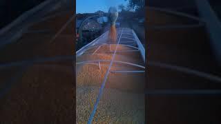 Loading corn with grain vac