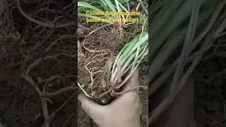 Collect Rajanigandha bulbs and Plantation#youtubeshorts#shorts#tuberose#plantation#viralshorts