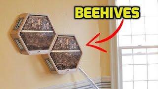 Amazing Installable Beehives In Living Room