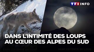 Alpes du Sud : les loups comme vous ne les avez jamais vus