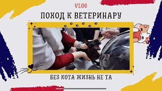 VLOG: Поход к ветеринару, подготовка к операции  #влог#cat#ветеринар#котики#