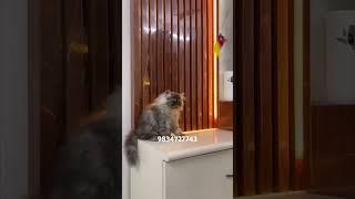 Top Quality Persian Kitten For Sale #cat #kittten #catlover #shorts #shortsviral #shortsvideo #video