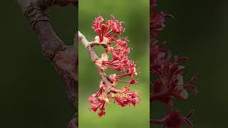 Making Rhode Island out of Red Maple | Official State Tree Map #shorts #trees #wood