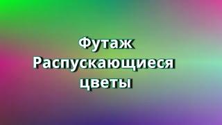 Футаж Распускающиеся цветы