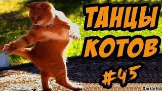 САМЫЕ УГАРНЫЕ ТАНЦЫ КОТОВ!!!СМОТРЕМ И РЖЕМ ПОЛ ЧАСА