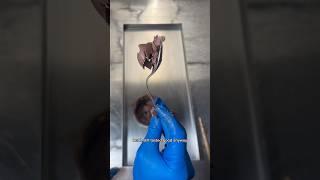 Is it possible to freeze dry Nutella… results