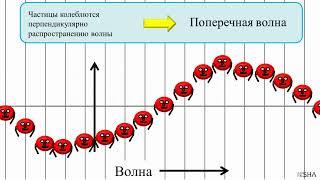  Продольные и поперечные волны  Физика