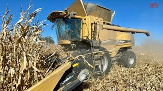 CHALLENGER 560C Combine Harvesting Corn