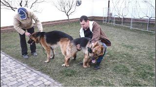 Немецкие овчарки Рой и Киара Ждём щенков в мае German Shepherd Dogs Roy and Kiara Soon the puppies