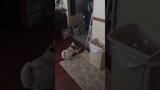 7 month old Shar pei vs black crazy cat