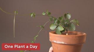 Neoalsomitra sarcophylla Houseplant Care — 210 of 365