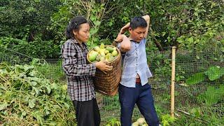 Ly Vy Ca cleans the melon garden to prepare for the new crop. Ly Vy Ca