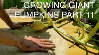 Growing Giant Pumpkins 2021 Part 11 - Pumpkin Positioning and Platform