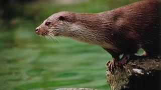 Playful Things About Otters