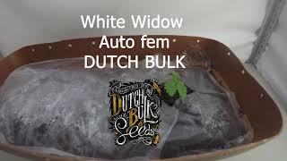 #6 White Widow auto fem DUTCH BULK