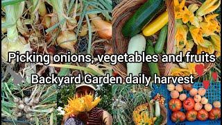 Picking Onions And Vegetables / Summer Time / Pinoy Garden Abroad