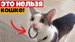 10 вещей, которые НЕЛЬЗЯ ДЕЛАТЬ С КОШКОЙ!