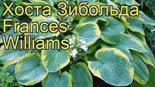 Хоста зибольда Френсис Вильямс. Краткий обзор, описание hosta sieboldiana Frances Williams