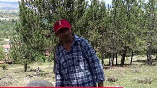 İNEKLERLERİ  KOYUNLARI  BERABER  SALDIM AMA   UYMADILAR   KIRMIZI ŞAPKA ÇILDIRDI