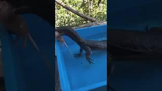 lizard eat rat  #shorts #lizard