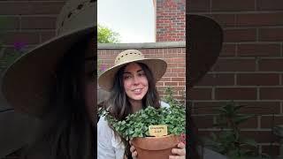 3 Essential Herbs to Plant in Pots #shorts #garden
