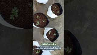 Plants in Rainy Season ; Contact @9300756573; #JS_Hydroponics