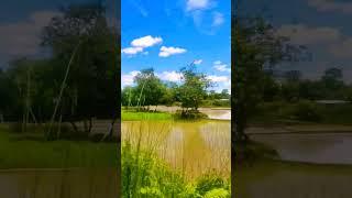 আমাৰ গাঁৱৰ পৰিৱেশ || Assamese song || shorts video #shorts#bibhuboishnabi