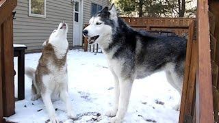 Mishka do you love winter? "I love it!" - Husky Dog Talking