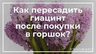 Как пересадить гиацинт после покупки в горшок? | toNature.Info