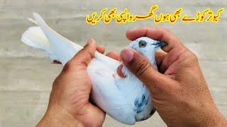 Kabootar Khory B Hon Aur Ghar Wapsi B Kren || Afzaal Pigeons