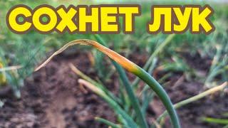 ЧТО ДЕЛАТЬ, ЕСЛИ ЖЕЛТЕЮТ И СОХНУТ ПЕРЬЯ ЛУКА?