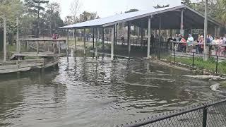 Alligator Adventure park South Carolina!