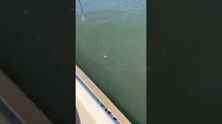 She Catches The Biggest One Smallmouth Bass Fishing #fishing #youtubeshorts