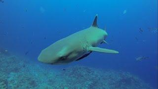 Reef Sharks in Coral sea