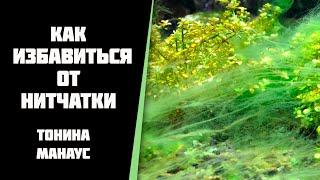 Почему появляется нитчатка в аквариуме и как с ней бороться. Тонина манаус.