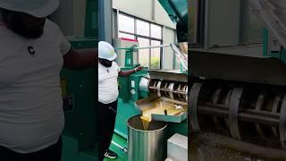 Kenya customer come to Qifeng oil press machine factory for sunflower oil project #oilpress