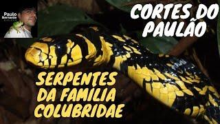 CORTES DO PAULÃO: SERPENTES DA FAMÍLIA COLUBRIDAE