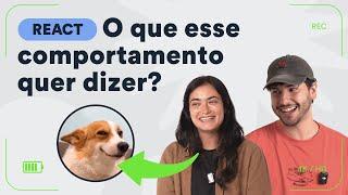 Comportamento canino: react de virais | Petz TV