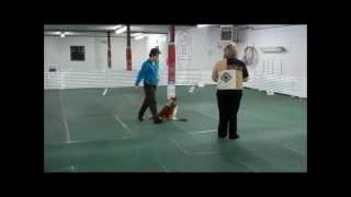Tari - AKC Beginner Novice A - 3-10-11