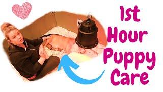 1st  Hour Puppy Care - Tips