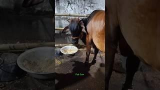 Most Beautiful and Biggest Jersey cow of Topsia in Kolkata for 2025#viral #trending