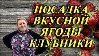 488ч Посадка клубники методом ХодарикиЖизнь на юге России/Переехали на Кубань