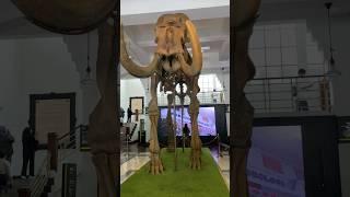 Pergi ke Museum Geologi lihat fosil hewan purba dan dinosaurus #youtubeshorts #viral #fossil #museum