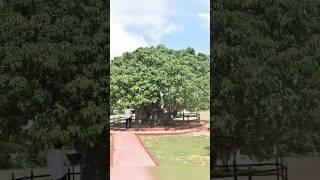 Biobab Tree 