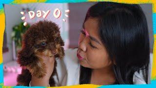 How I will train a Toy Poodle Puppy for 2 weeks | Summer Pupper Series Day 0