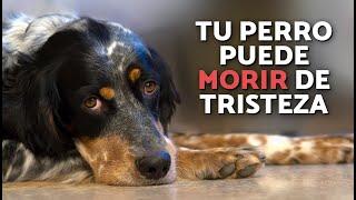 ¿Un PERRO puede MORIR por TRISTEZA?  ¿Cómo EVITARLO?