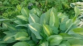 Хоста «Стриптиз» (Hosta Striptease)