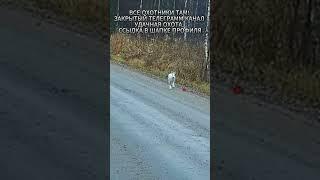 Охота на зайца беляка #охота #охотник #hunting #охотаназайца #заяц