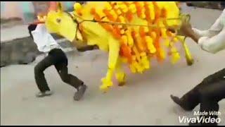 GauMata Aaja - Turmeric Marinade Cow Attacks Her Son